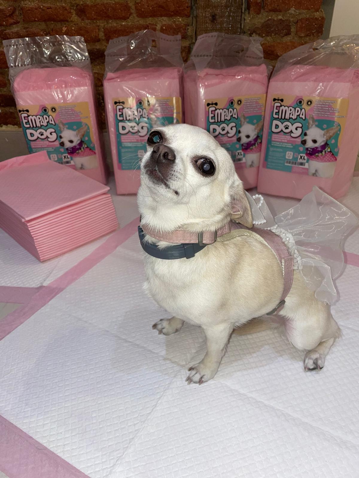 Perro con empapadores EmpapaDOG